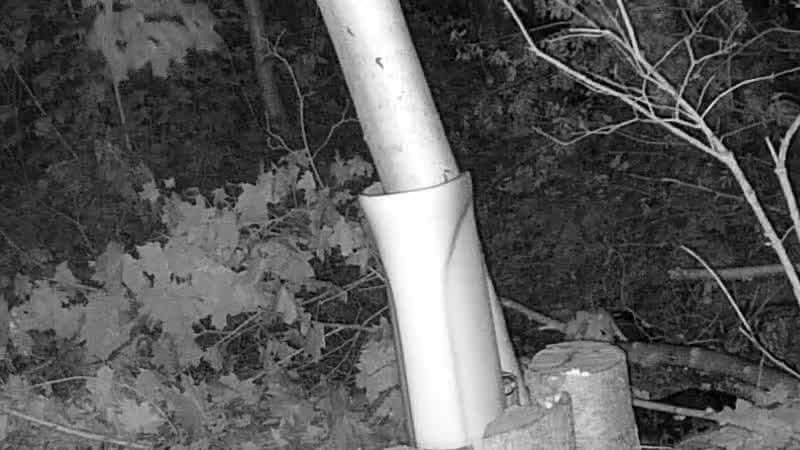Latest snapshot from the bird bath camera
